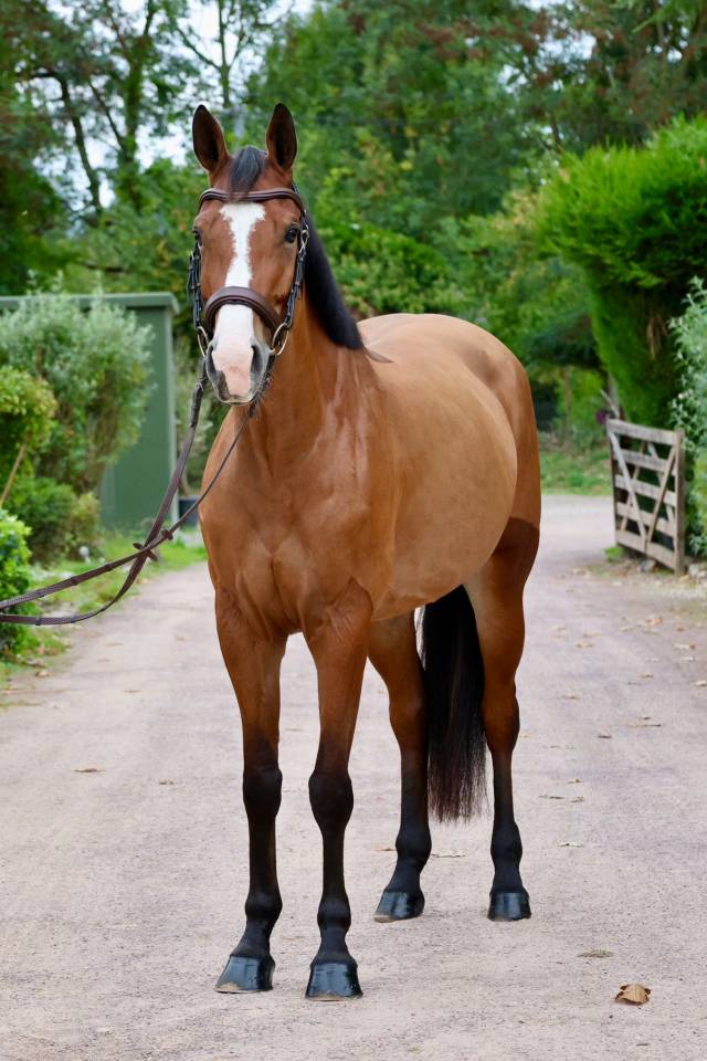 Cavalla Zangersheide In vendita 2019 Baio ,  Halifax van het Kluizebos