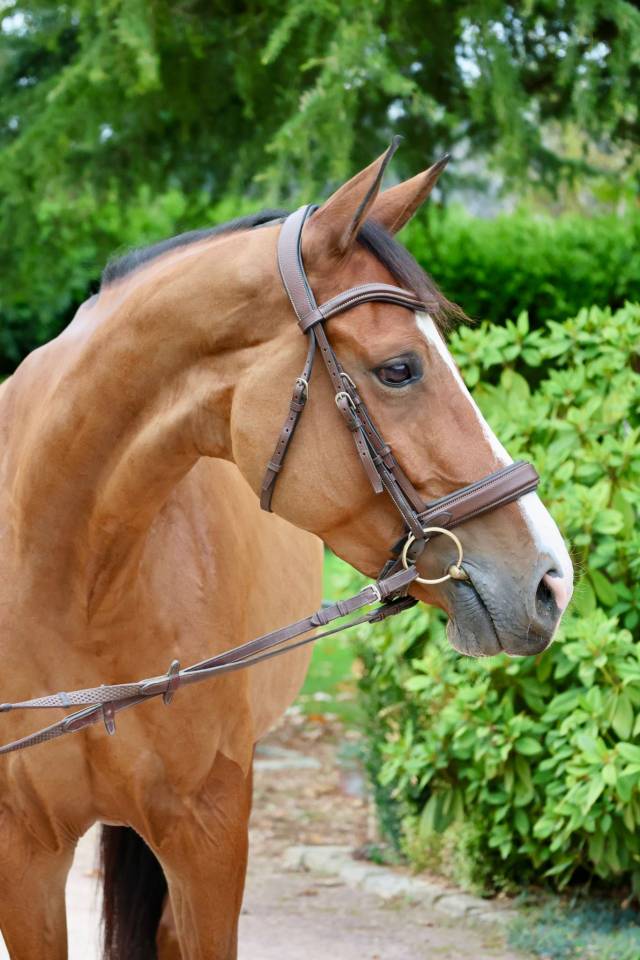 Cavalla Zangersheide In vendita 2019 Baio ,  Halifax van het Kluizebos