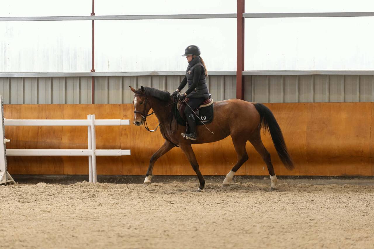 Cavalla Sella Francese In vendita 2022 Baio