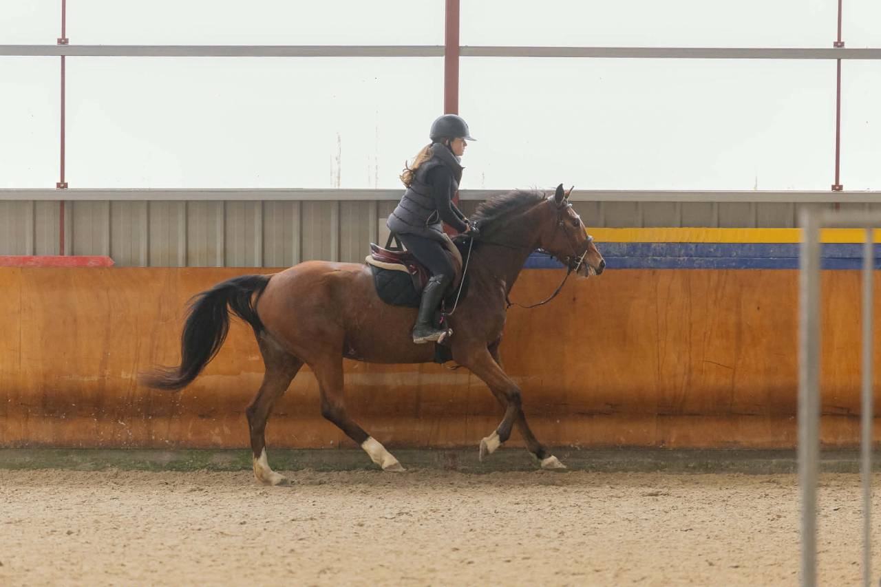 Cavalla Sella Francese In vendita 2022 Baio