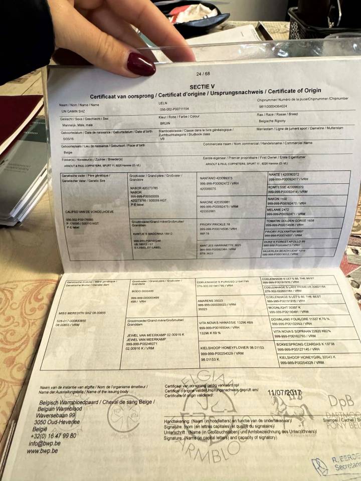 Castrone Pony da Sella Belgio In vendita 2016 Baio