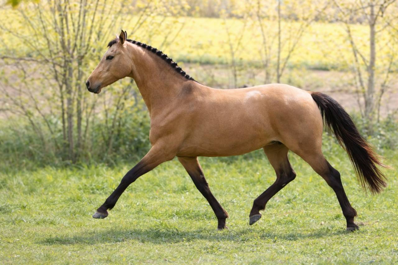 Cavalla AES Anglo European Studbook In vendita 2018 Isabella