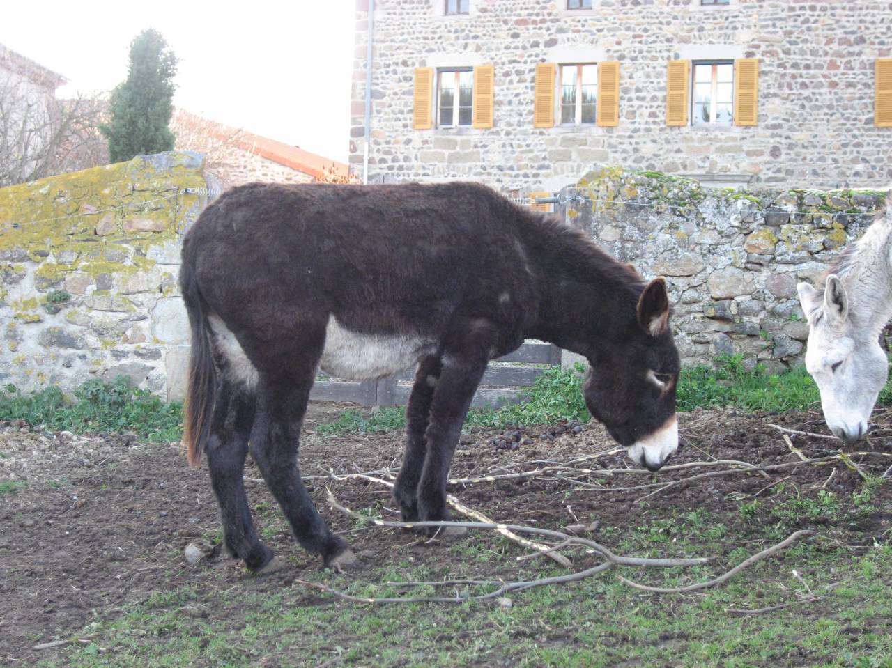 Asno Pyr&eacute;n&eacute;es In vendita 2018 Nero