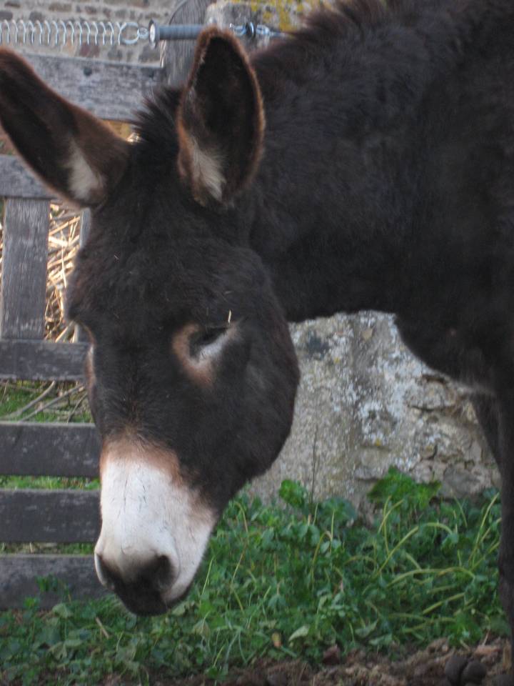 Asno Pyr&eacute;n&eacute;es In vendita 2018 Nero