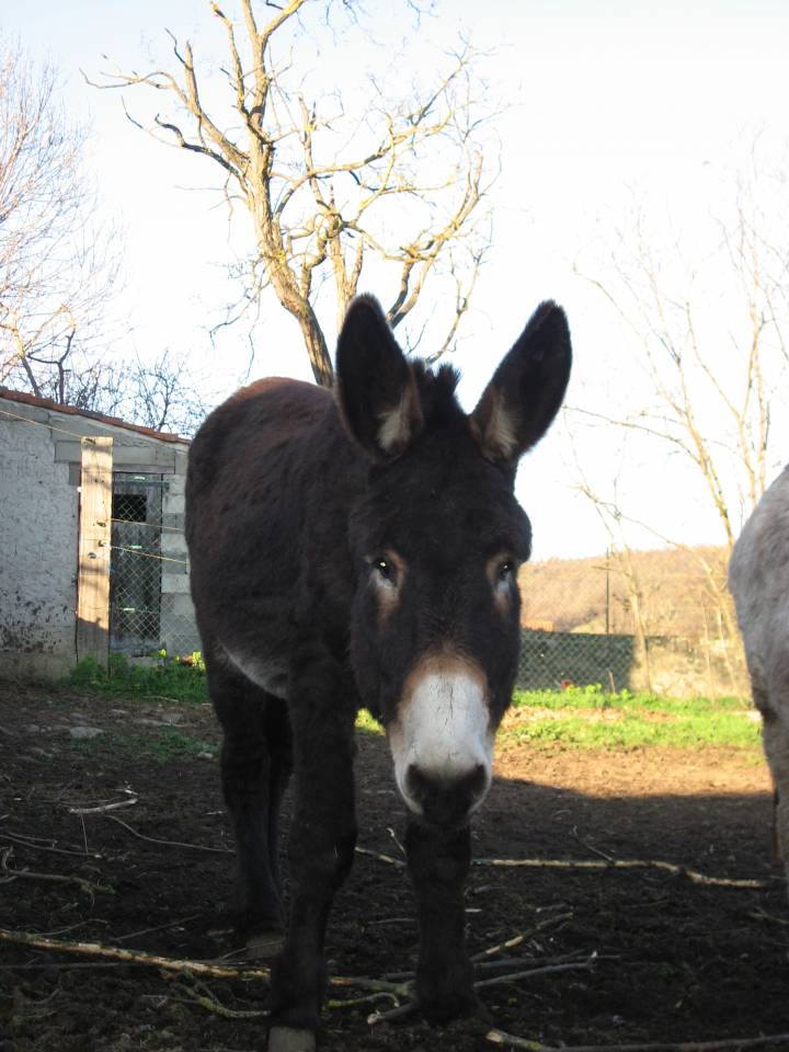 Asno Pyr&eacute;n&eacute;es In vendita 2018 Nero