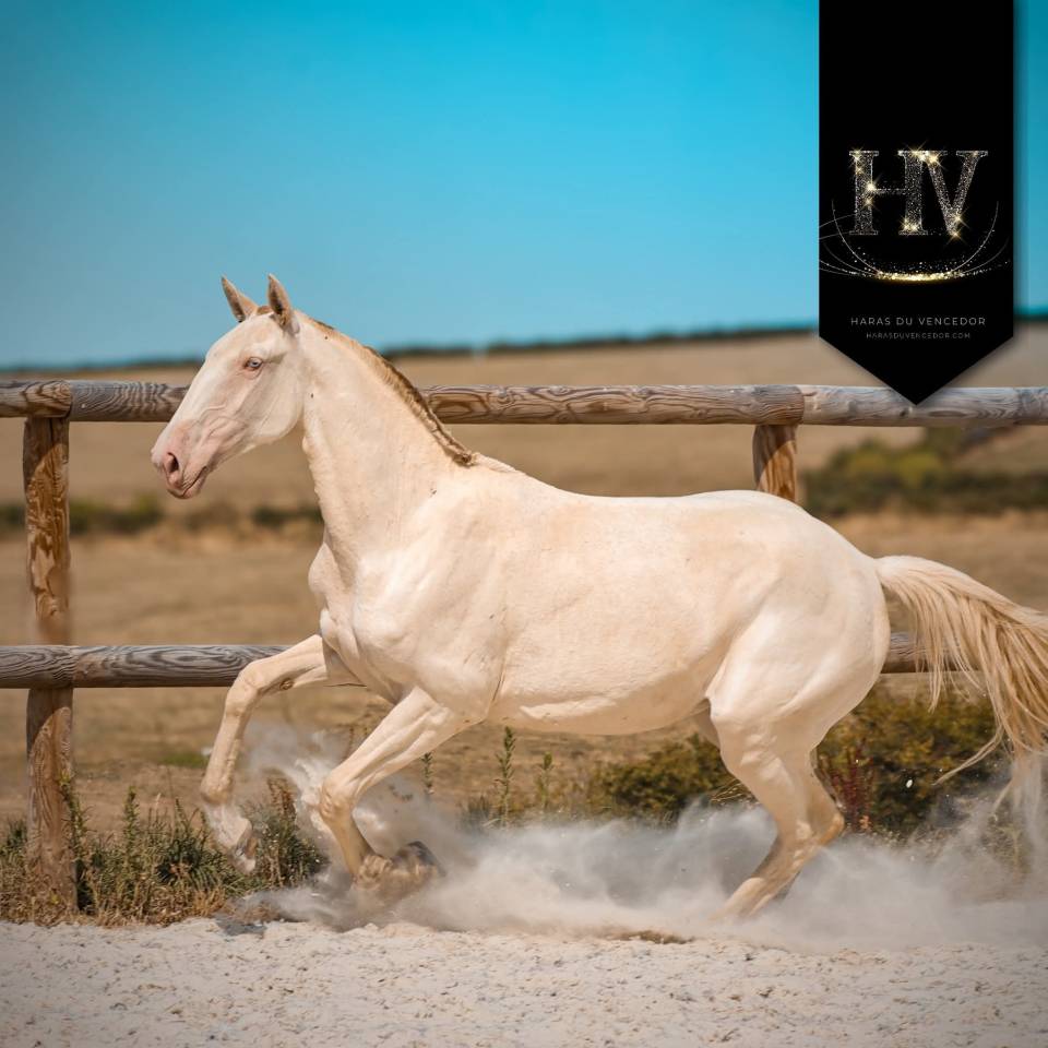 Puledra Lusitano In vendita 2024 Perlino ,  IMPERADOR