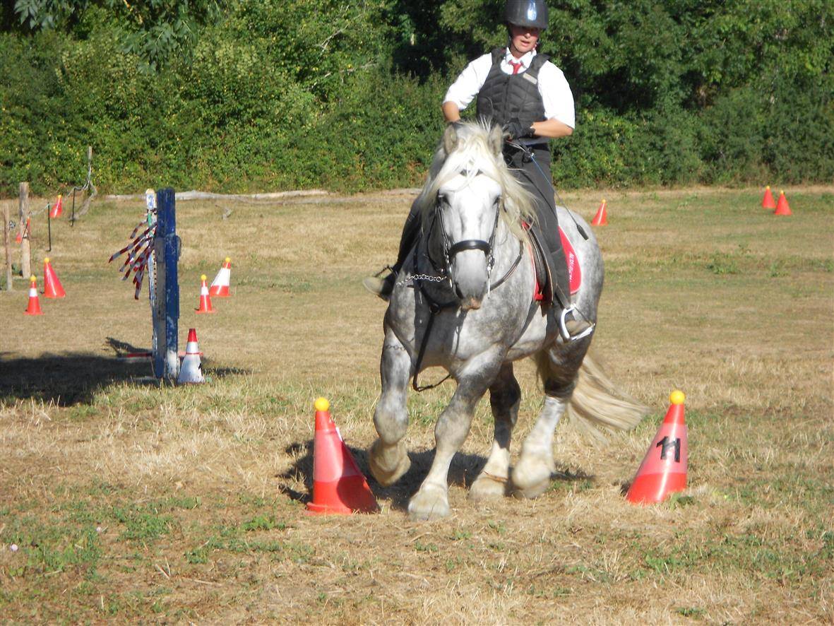 Stallone Percheron In vendita 2017 Grigio ,  vasco de theuret