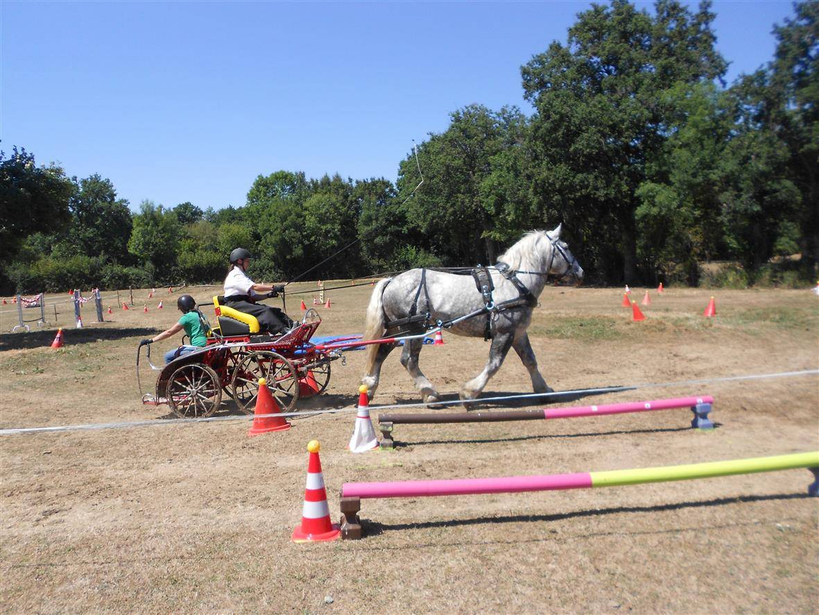 Stallone Percheron In vendita 2017 Grigio ,  vasco de theuret