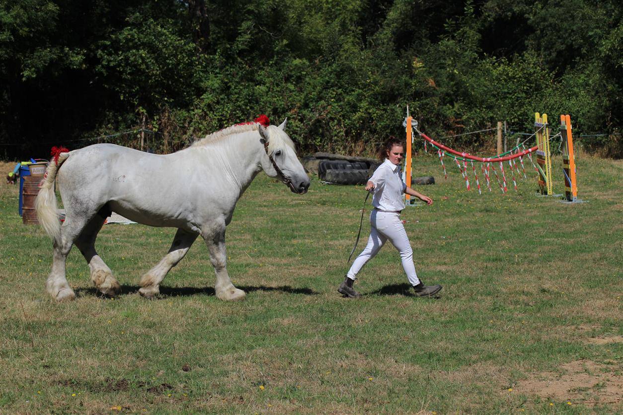 Stallone Percheron In vendita 2017 Grigio ,  vasco de theuret