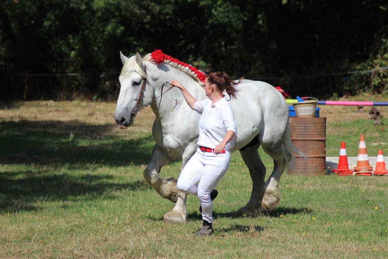 Stallone Percheron In vendita 2017 Grigio ,  vasco de theuret