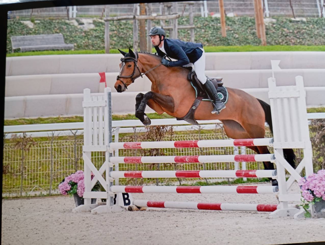 Cavalla Sella Francese In vendita 2021 Baio ,  fighter semilly