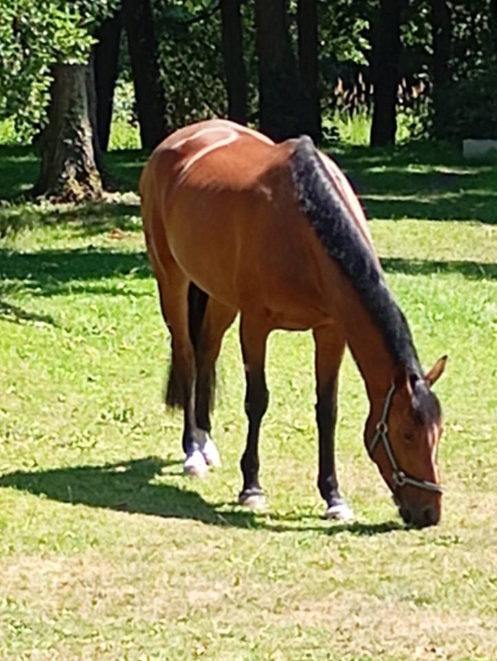 Cavalla Sella Francese In vendita 2021 Baio ,  fighter semilly