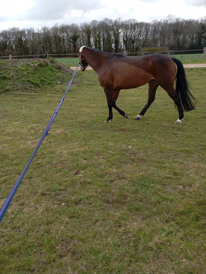 Cavalla Sella Francese In vendita 2021 Baio ,  fighter semilly