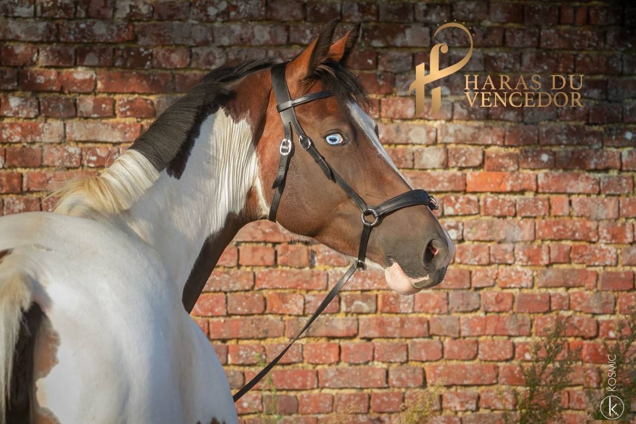 Fattrice Oldenburger In vendita 2015 Tobiano ,  Tolegro