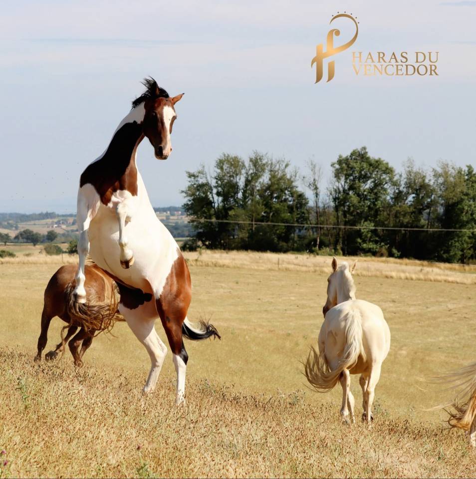 Fattrice Oldenburger In vendita 2015 Tobiano ,  Tolegro