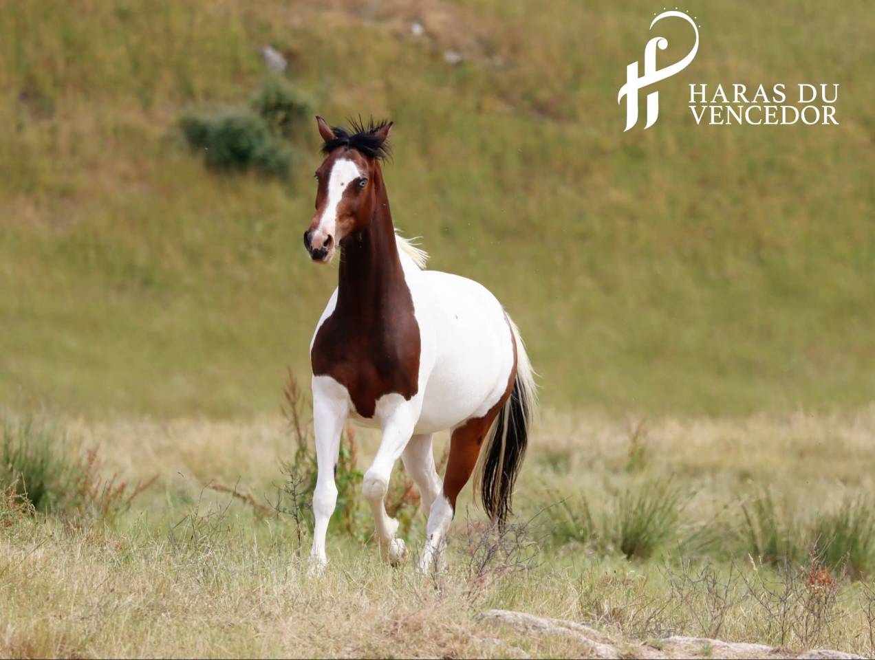 Fattrice Oldenburger In vendita 2015 Tobiano ,  Tolegro