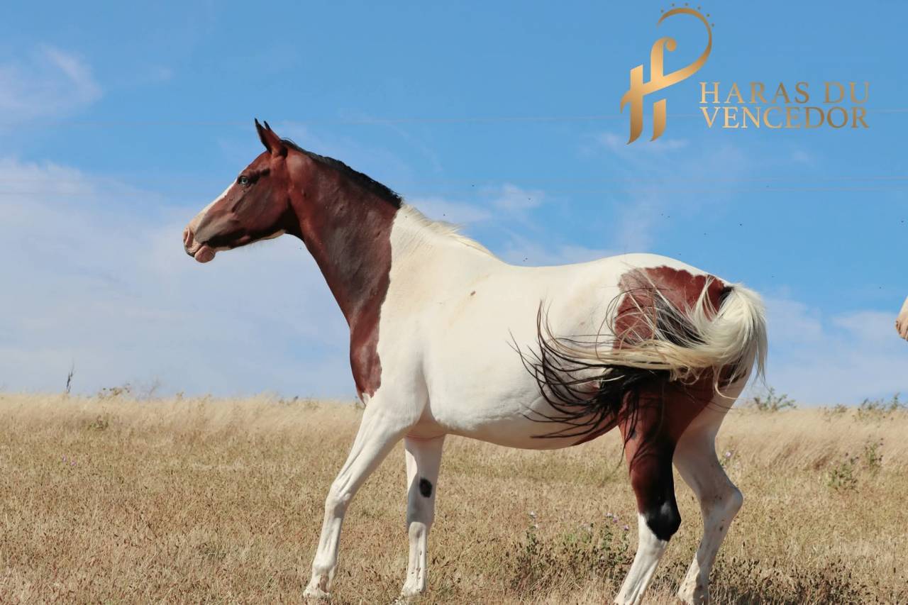 Fattrice Oldenburger In vendita 2015 Tobiano ,  Tolegro