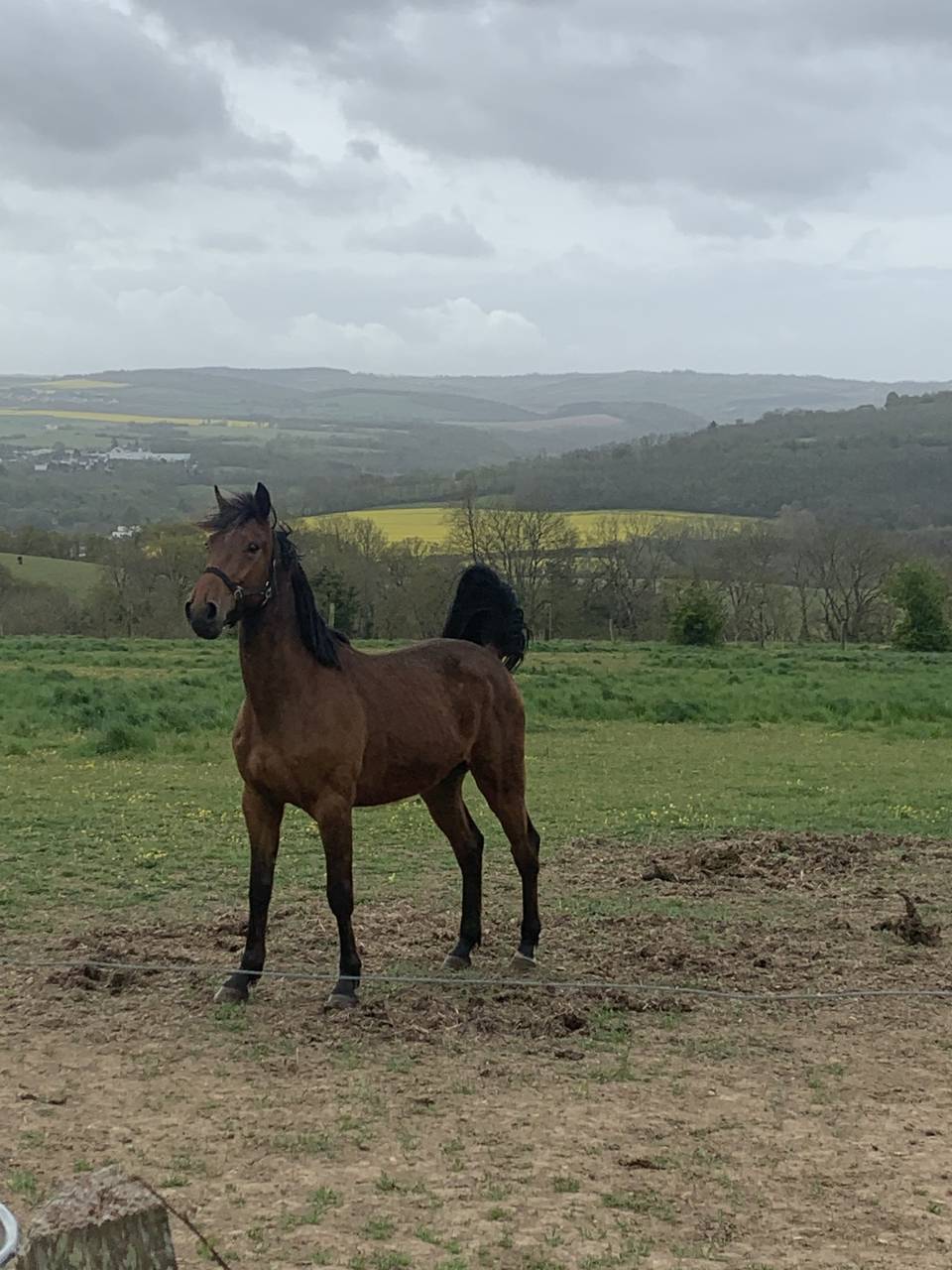 Ecurie des Monts - Le Hom Equitation 