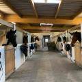Ecurie des Monts - Le Hom Equitation 