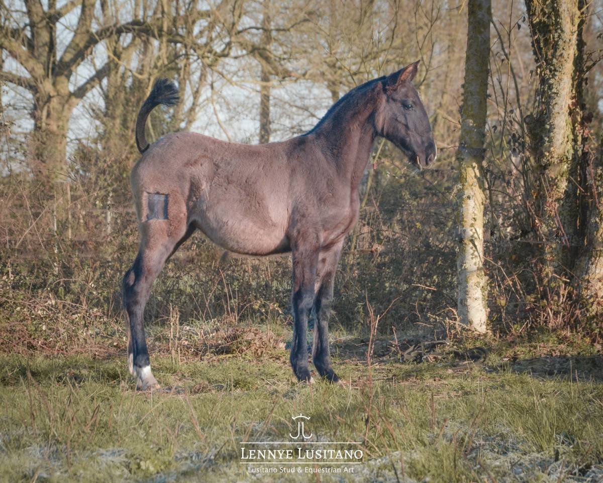 Puledra Lusitano In vendita 2025 Grullo ,  Onyx des Ocres