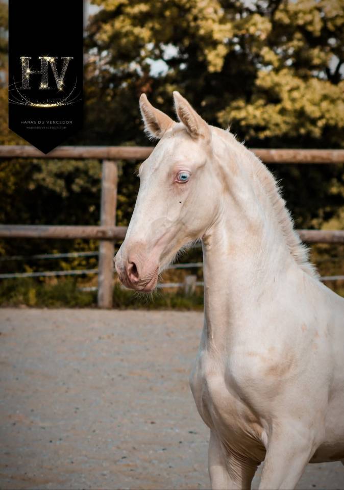 Puledro Lusitano In vendita 2025 Crema ,  Ouro JCL