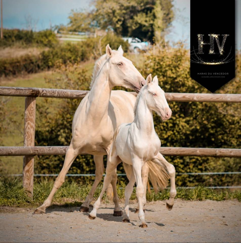 Puledro Lusitano In vendita 2025 Crema ,  Ouro JCL