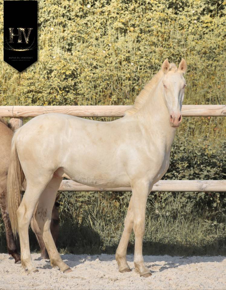 Puledro Lusitano In vendita 2025 Crema ,  Ouro JCL