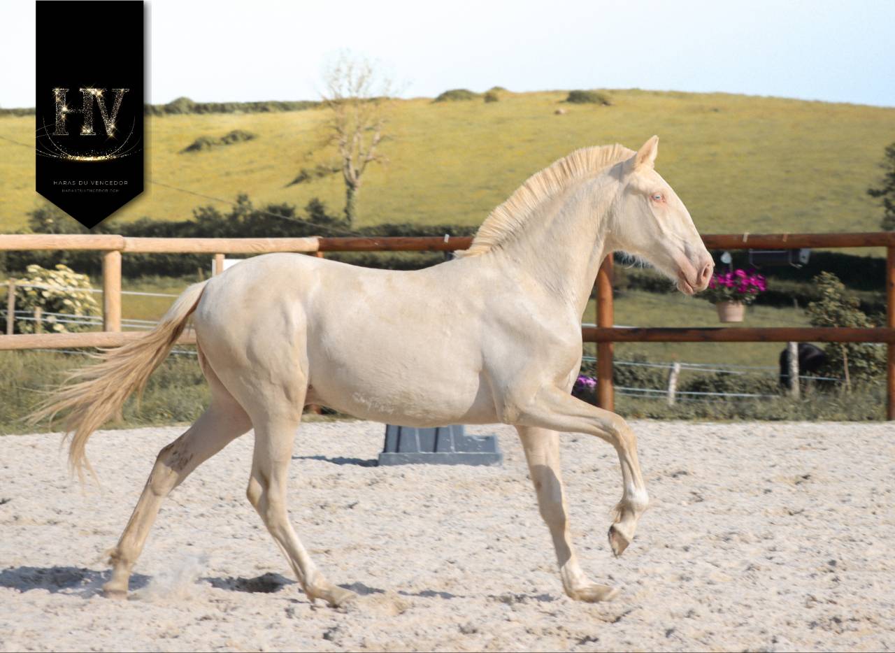 Puledro Lusitano In vendita 2025 Crema ,  Ouro JCL