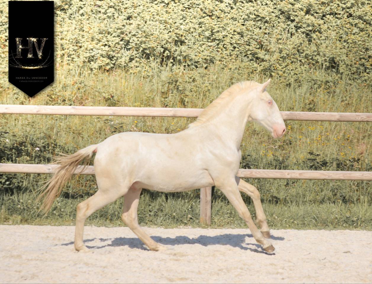 Puledro Lusitano In vendita 2025 Crema ,  Ouro JCL