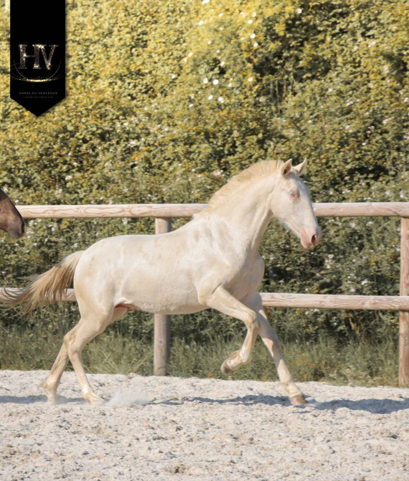 Puledro Lusitano In vendita 2025 Crema ,  Ouro JCL