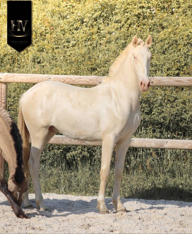 Puledro Lusitano In vendita 2025 Crema ,  Ouro JCL