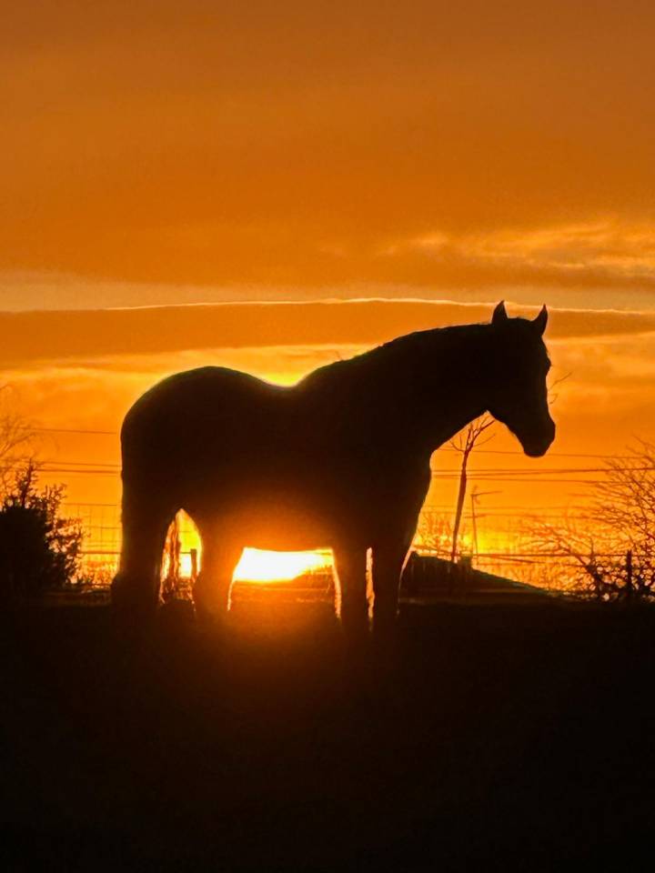 Propriet&agrave; equestre In vendita Landes