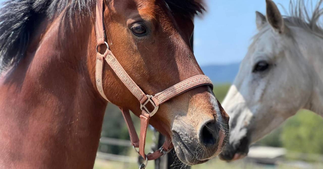 Castrone PFS Pony Francese da Sella In vendita 2009 Baio