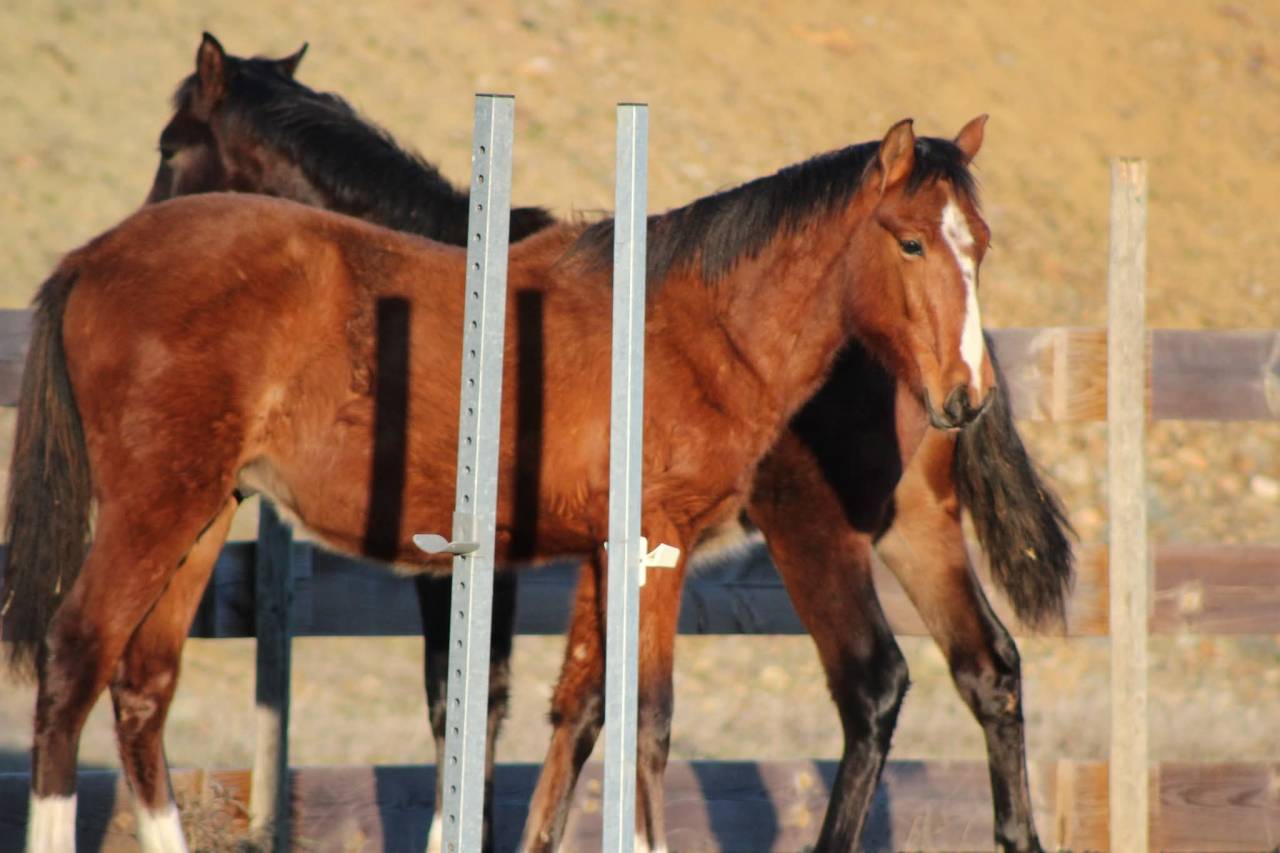 Castrone PRE Andaluso In vendita 2025 Baio