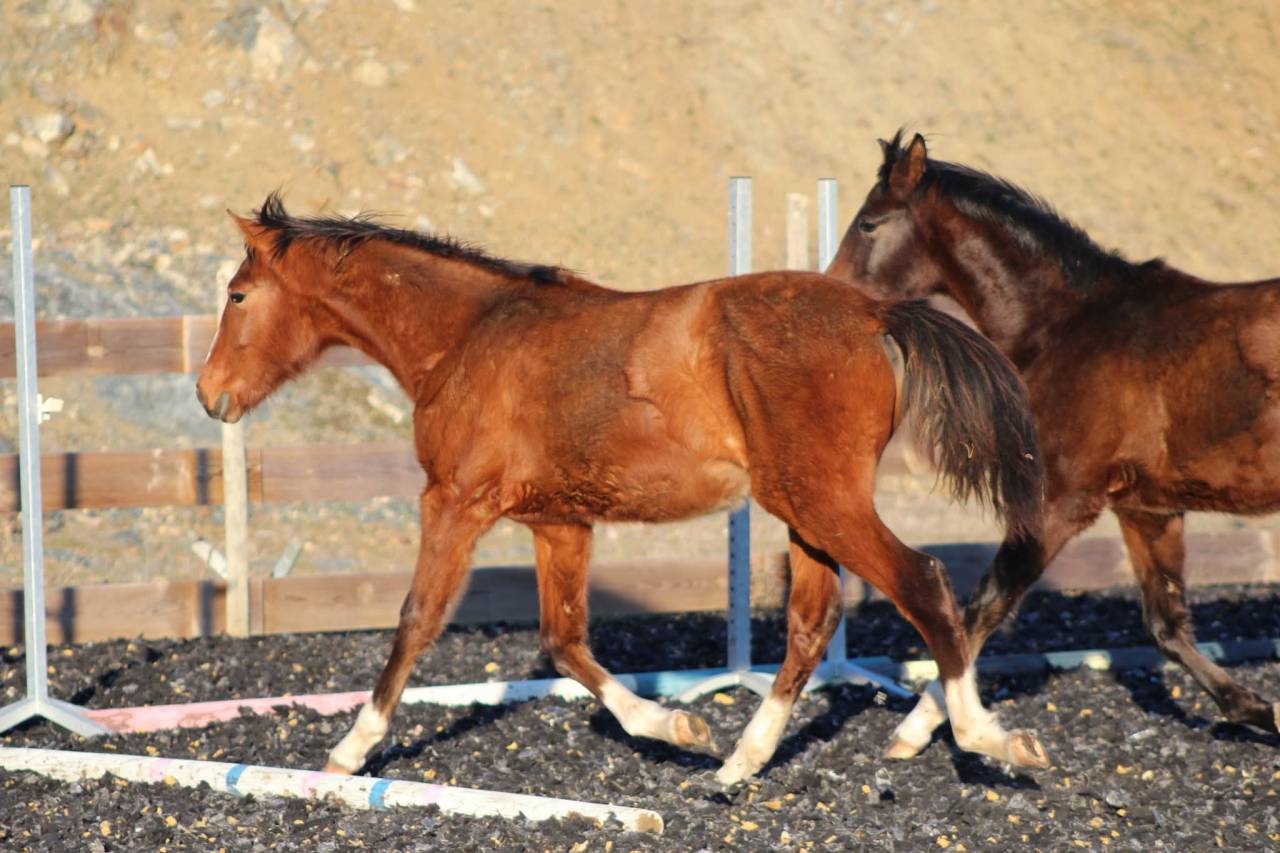 Castrone PRE Andaluso In vendita 2025 Baio