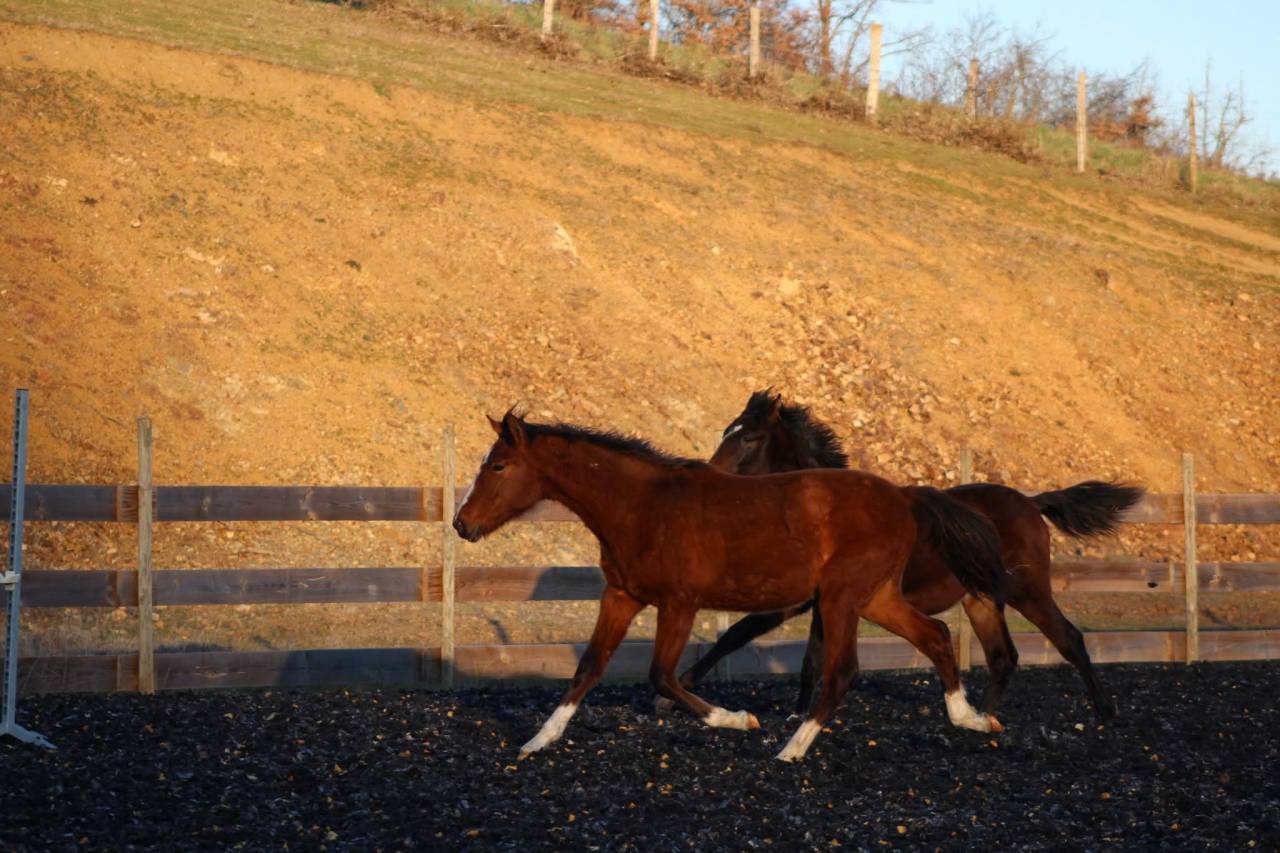 Castrone PRE Andaluso In vendita 2025 Baio