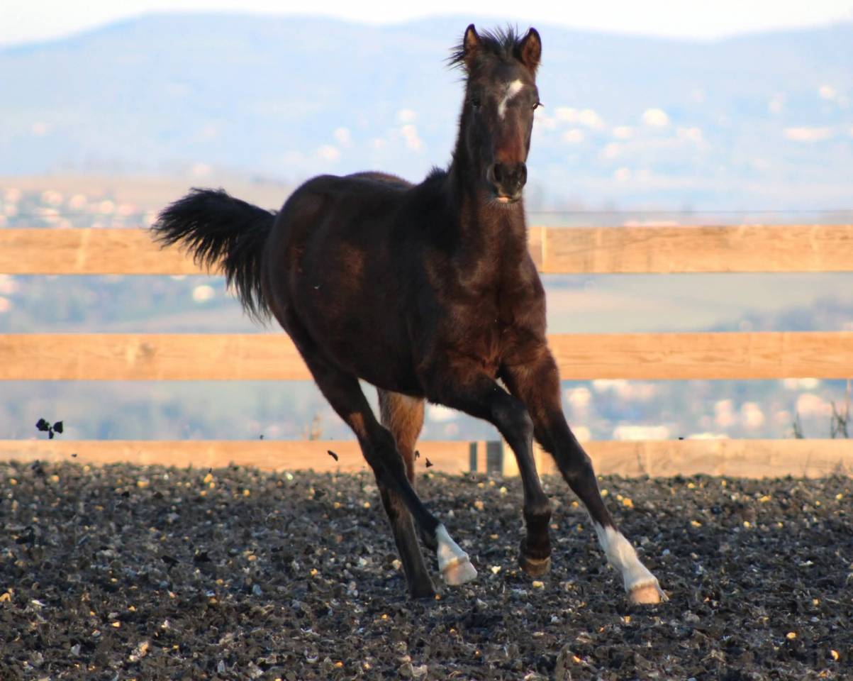 Castrone PRE Andaluso In vendita 2025 Baio