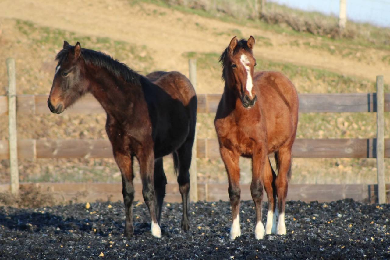 Castrone PRE Andaluso In vendita 2025 Baio