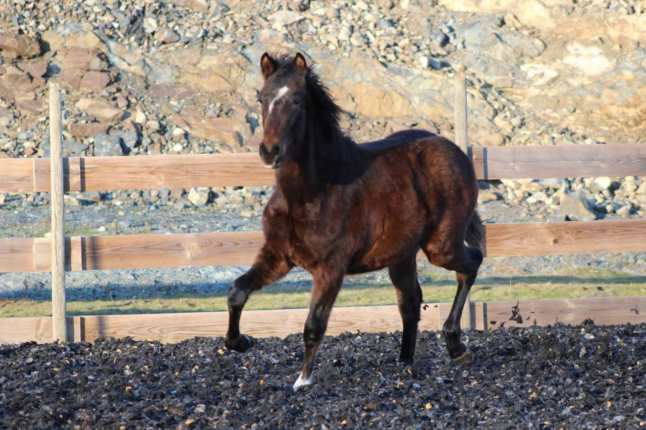 Castrone PRE Andaluso In vendita 2025 Baio