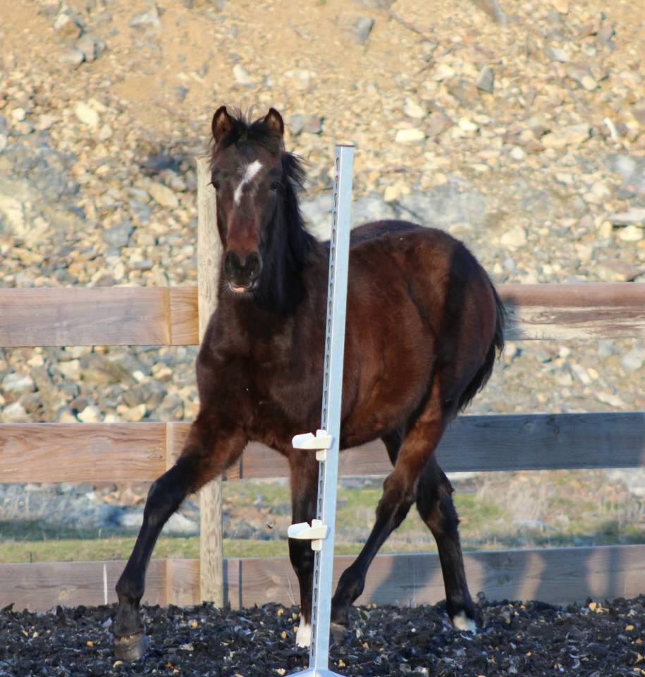 Castrone PRE Andaluso In vendita 2025 Baio