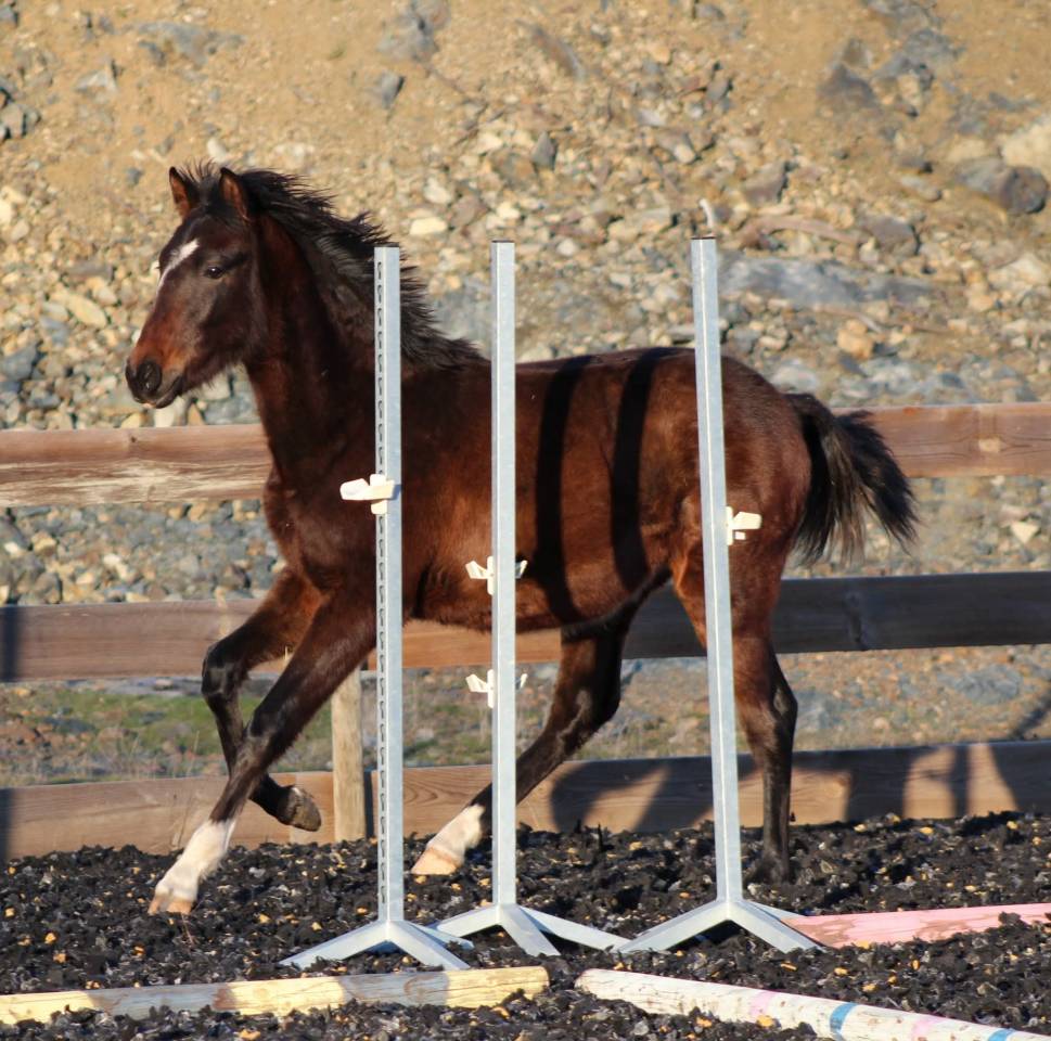Castrone PRE Andaluso In vendita 2025 Baio