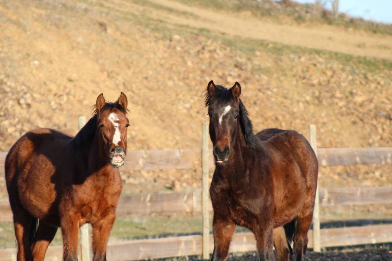 Castrone PRE Andaluso In vendita 2025 Baio