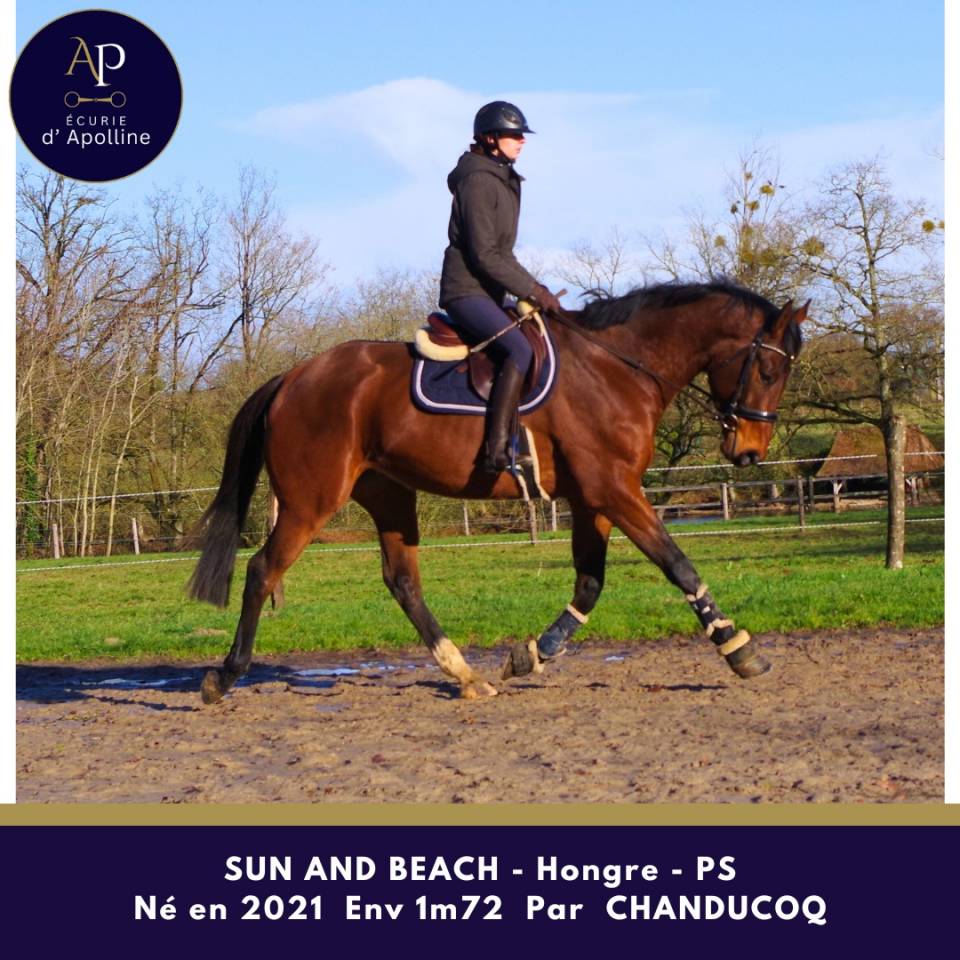 Castrone Purosangue In vendita 2021 Baio