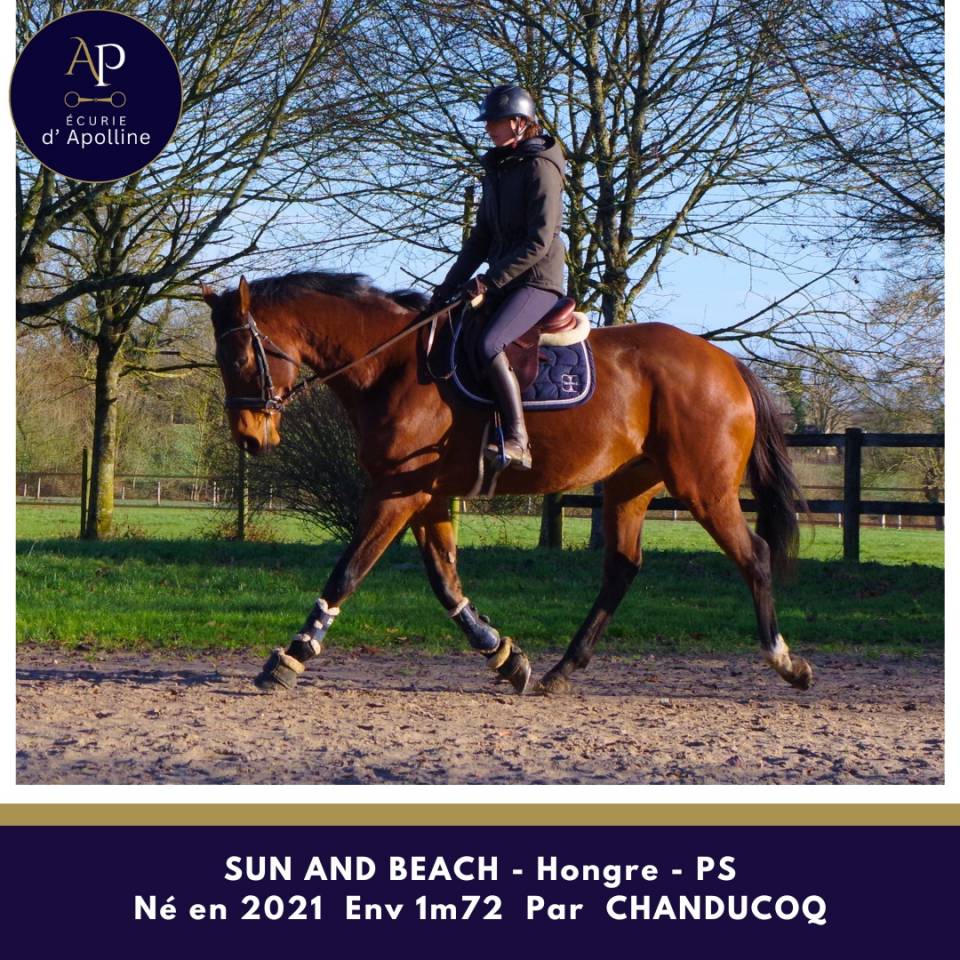 Castrone Purosangue In vendita 2021 Baio