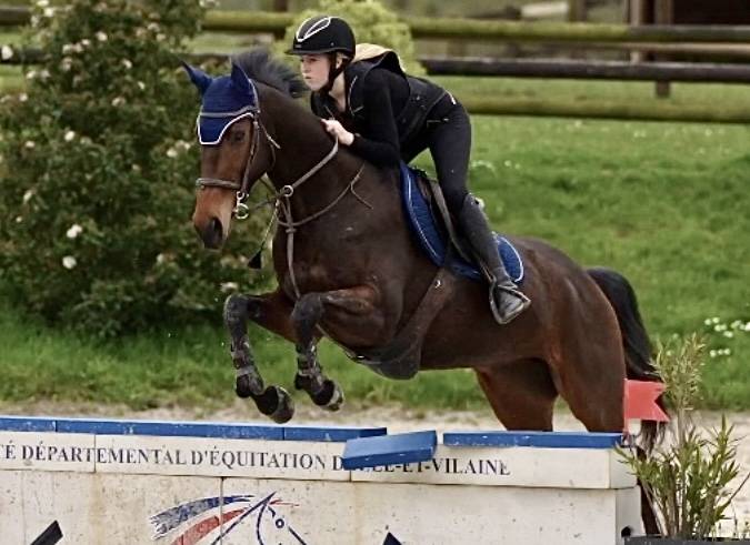 Castrone Purosangue In vendita 2018 Baio