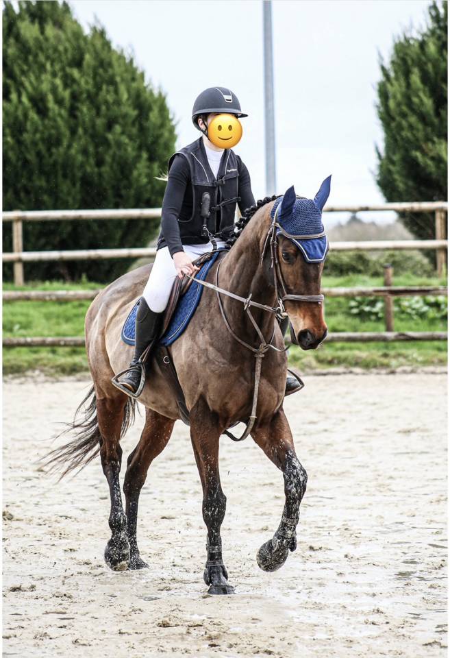 Castrone Purosangue In vendita 2018 Baio