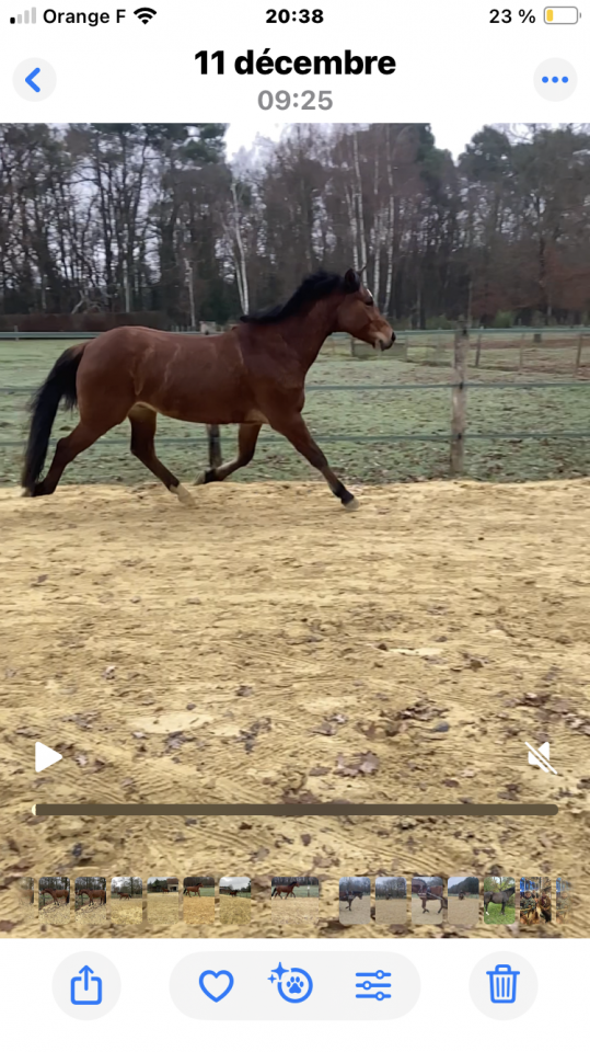 Castrone PFS Pony Francese da Sella In vendita 2021 Baio ,  O ma doue persival