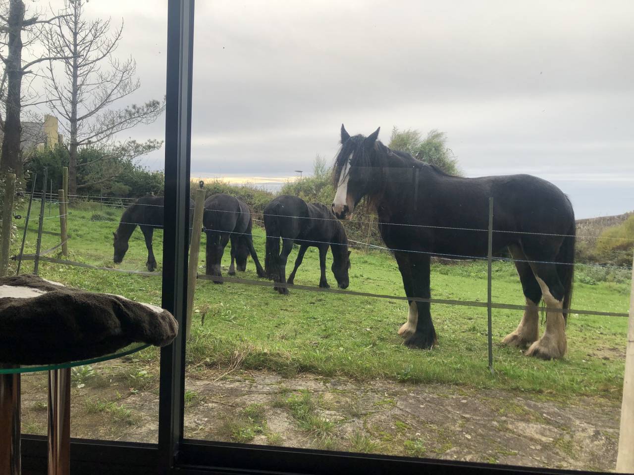 Propriet&agrave; equestre In vendita Finist&egrave;re
