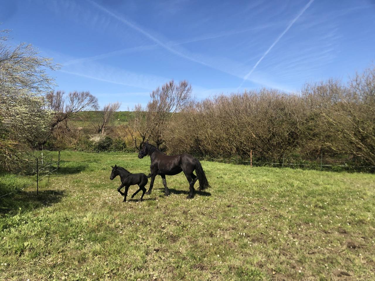 Propriet&agrave; equestre In vendita Finist&egrave;re