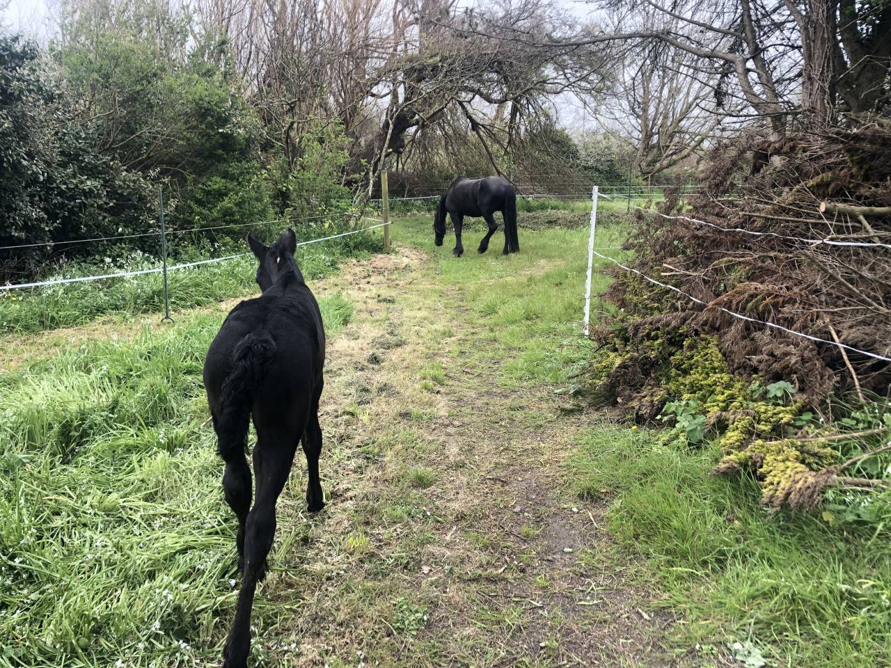 Propriet&agrave; equestre In vendita Finist&egrave;re